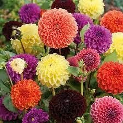 Aywal Zinnia-Dahlia Mix Hybrid flower Seed(80 per packet)