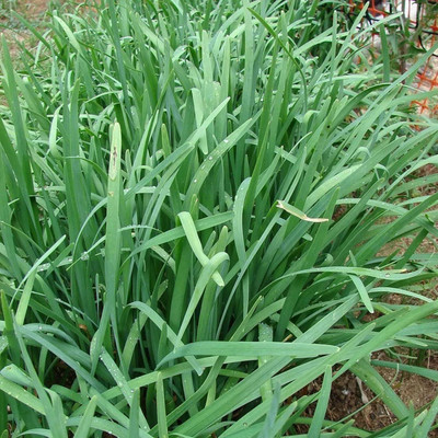 KNESSiN High Yield Garlic Chive Seeds For Gardening-(300 Seeds) Seed(300 per packet)
