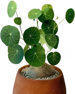 XTRABUY Stephania Erecta – Air-Purifying Coconut Plant with Stunning Heart-Shaped Leaves Seed(1 per packet)