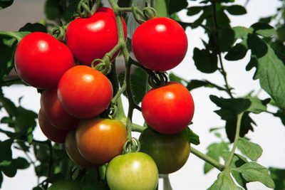 seedex tomato Seed(30 per packet)