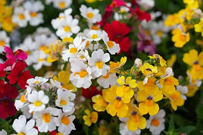 Aywal Hybrid Nemesia Imported Flower Seed(30 per packet)