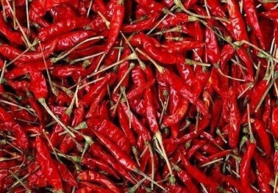 KNESSiN Indian Hot Pepper/Chilli-{800 Seeds} Seed(800 per packet)