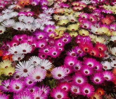 CYBEXIS F1 Hybrid Ice Plant Seeds Good Germinetion Seed(1 g)