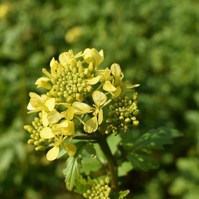 CYBEXIS VVI-72 - White Gold Mustard - (250 Seeds) Seed(250 per packet)