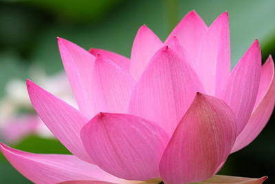 Shudh Online lotus,kamal gatta Seed(12 per packet)