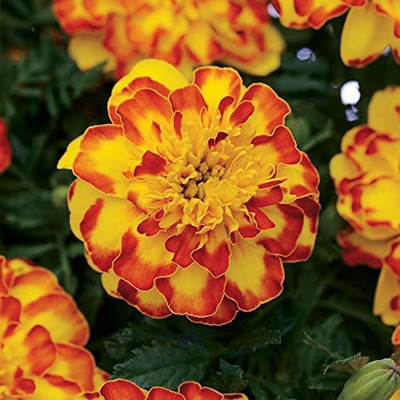 CYBEXIS LXI-73 - Marigold Flamenco - (2250 Seeds) Seed(2250 per packet)