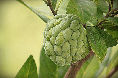 XOLDA Custard apple fruit (setaphal) Seed(20 per packet)