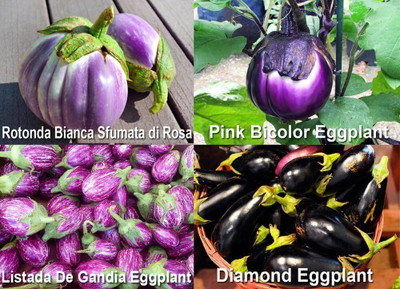 Qualtivate XXX-7A Eggplant Brinjal Mix 4 Varieties Seed(300 per packet)