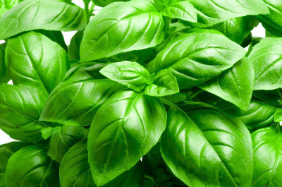 XEFRA BASIL, ITALIAN LARGE LEAF Seed(50 per packet)