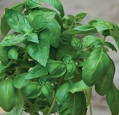 WILLVINE TLX-6 French basil Seeds Seed(2000 per packet)