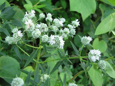 WILLVINE LX-510 MOUNTAIN MINT Pycnanthemum Pilosum Seed(200 per packet)