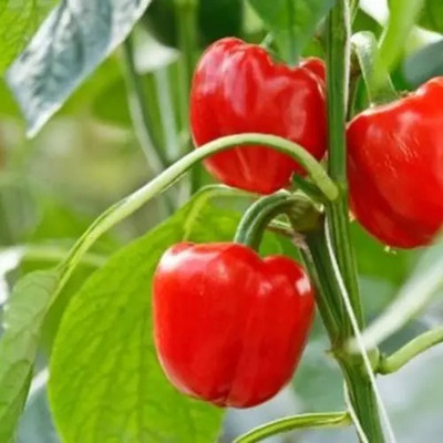 VASUDHA Capsicum Red Bell Pepper Seed(800 per packet)