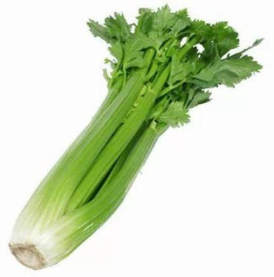 Quentova Organic Green Celery Vegetable-8W-KMT Seed(200 per packet)