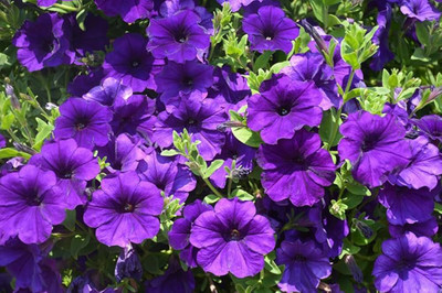 BJUBAS Petunia hybrid mix flower seed pack of 28 Seed(28 per packet)