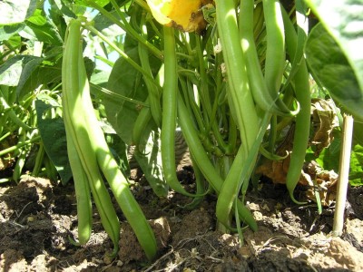 KNESSiN French Beans Seed(400 per packet)