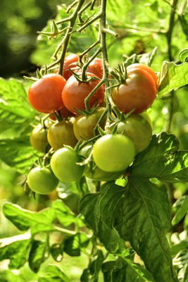 Top aam ka beej tomato Seed(135 per packet)