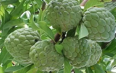 Aro Custard Apple, sitafal, sitaphal Seed(30 per packet)