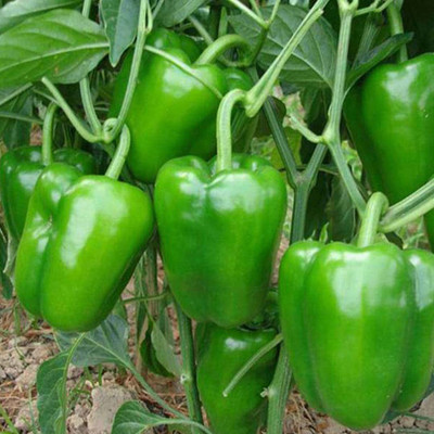 Decon Capsicum Seed(150 per packet)