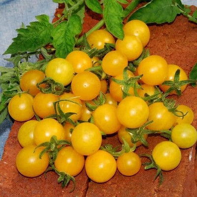 Biosnyg Fast Growing Goldrush Tomato Seeds For Kitchen Gardening - (2000 Seeds) Seed(2000 per packet)
