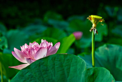 Heirloom Quality lotus,kamal seeds Seed(11 per packet)