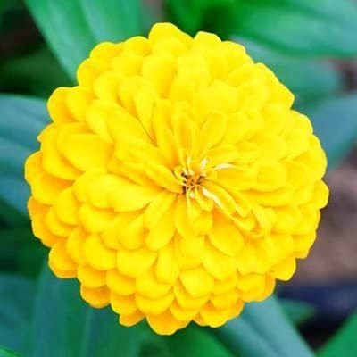 CYBEXIS Zinnia Double ‘Yellow’ Flower Seeds Seed(1 g)