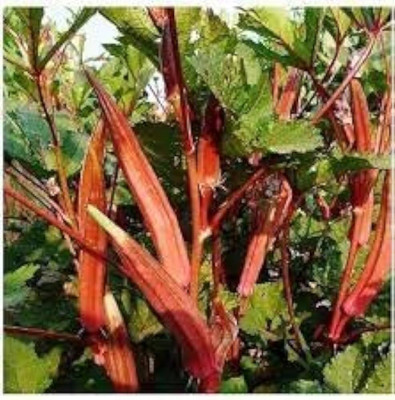 BJUBAS Red Vindi Seeds pack of 26 Seed(26 per packet)