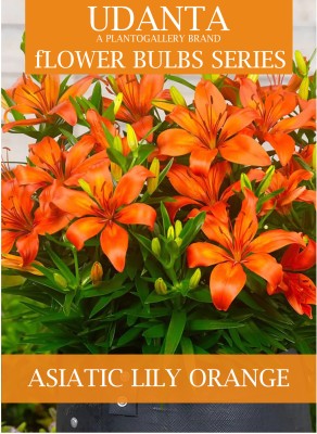 Udanta Lilium Flower Bulb - Asiatic Lily Orange Flower Bulbs - Qty 10pcs Seed(10 per packet)