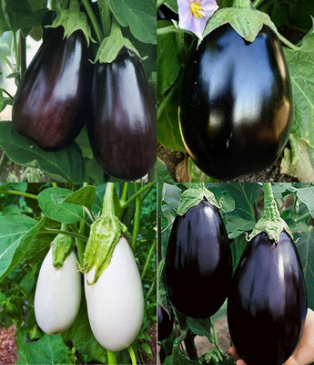 ibains Brinjal seeds packet beezij 52 Seed(82 per packet)