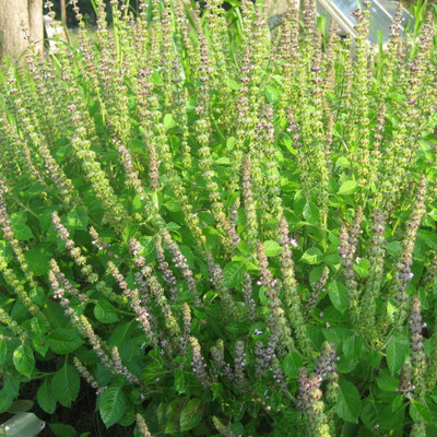 KNESSiN Kapoor Tulsi Holy Basil[400 Seeds] Seed(400 per packet)