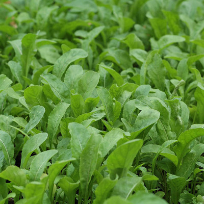 CYBEXIS NDIR-51 - Selvatica Arugula - (250 Seeds) Seed(250 per packet)