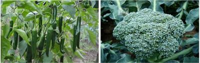 STOREFLIX green chilli - broccoli Seed(60 per packet)