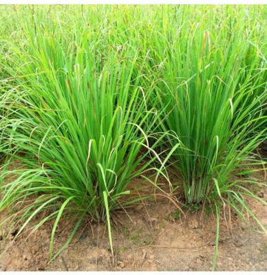 Aywal Lemon Grass Herbs Seed(100 per packet)