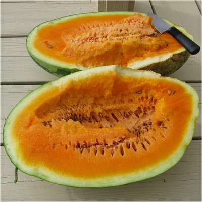 CYBEXIS GUA-83 - Orange Watermelon (Citrullus lanatus) - (450 Seeds) Seed(450 per packet)