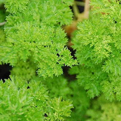 Qualtivate LXI-143 Herb Curly-Leaf Parsley Paramount Green Seed(500 per packet)