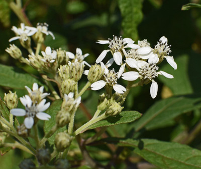 Bula Plant House boneset beautiful flower hybrid seeds 1-packet Seed(55 per packet)