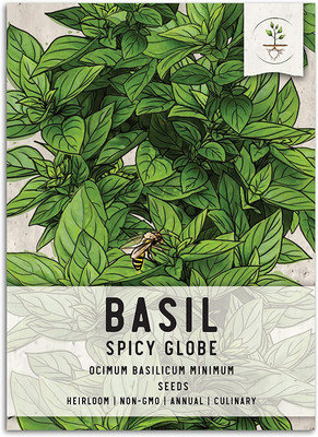 VibeX ® VXI-30 Spicy Globe Basil (ocimum basilicum Minimum) Seed(1000 per packet)