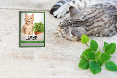 Qualtivate ATS-76 Catnip Seeds (Nepeta cataria) Seed(1000 per packet)