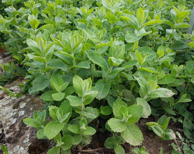 Qualtivate PUAS-5A Apple Mint Seeds Seed(200 per packet)