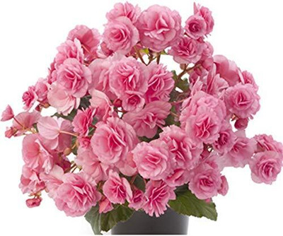 Qualtivate KGF -139 Begonia Beautiful Multi-Colour Flowers Seeds Seed(25 per packet)