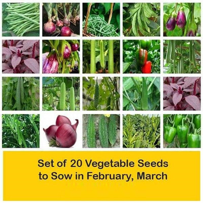 CYBEXIS Combo of 20 Vegetable Seeds to Sow in February, March Seed(10 g)
