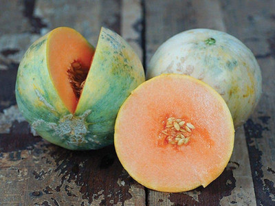 WILLVINE VVI-277 Musk Melon Savor (Orange) Seed(200 per packet)