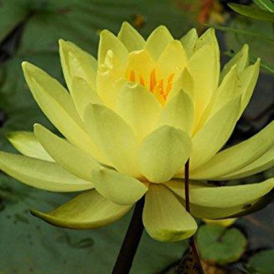 Qualtivate DXL-2AT Yellow Lotus Water Lily Flower Seeds Seed(25 per packet)