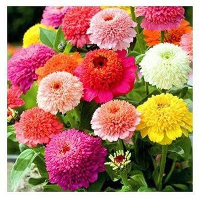CYBEXIS ZINNIA SCABIOSA MIXED FLOWER SEEDS Seed(25 per packet)