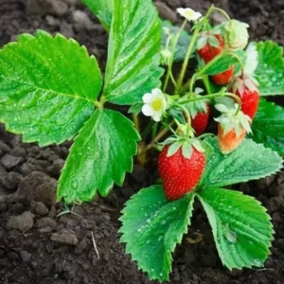 NEW MODERN FARM Strawberry Plant(Hybrid, Pack of 1)