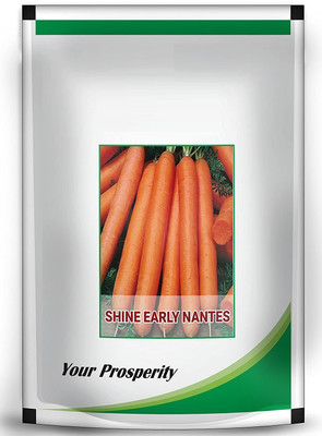 Qualtivate ™ Hybrid Carrot Seeds - Shine Early Nantes-500 Seed Seed(500 per packet)
