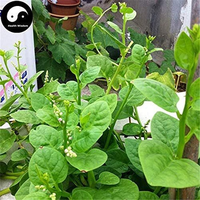 LPR SPINACH , PALAKH Seed(225 per packet)