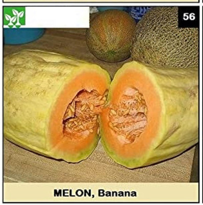 CYBEXIS BANANA MUSK MELON100 Seeds Seed(100 per packet)