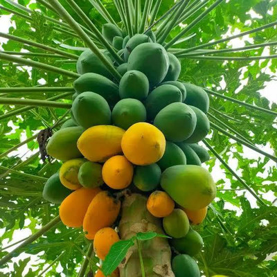 Arshiayat Red Lady Papaya Seeds Taiwan Seed(37 per packet)