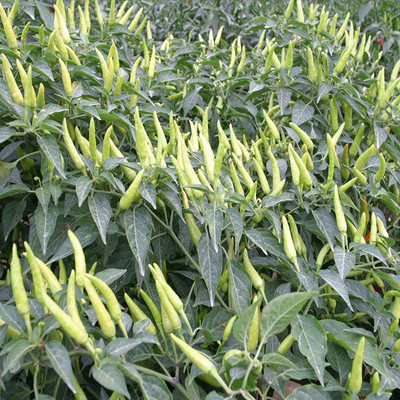 CYBEXIS High Germination Yellow Chili Seeds2000 Seeds Seed(2000 per packet)