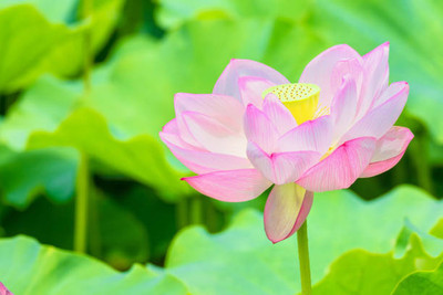 Liker lotus,kamal gatta Seed(11 per packet)